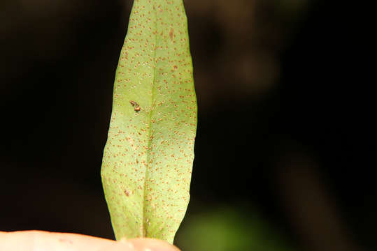 Слика од Pleopeltis macrocarpa (Bory ex Willd.) Kaulf.