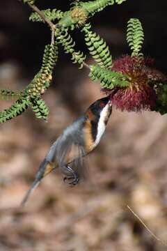 Image of Spinebill