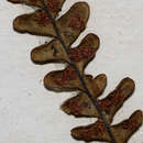 Image of Melpomene flabelliformis (Poir.) A. R. Sm. & R. C. Moran