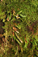 Image of dwarf polypody