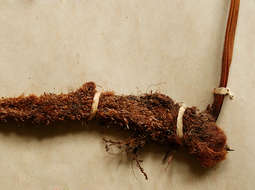 Image of rabbit's foot ferns