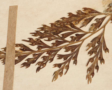 Image of rabbit's foot ferns