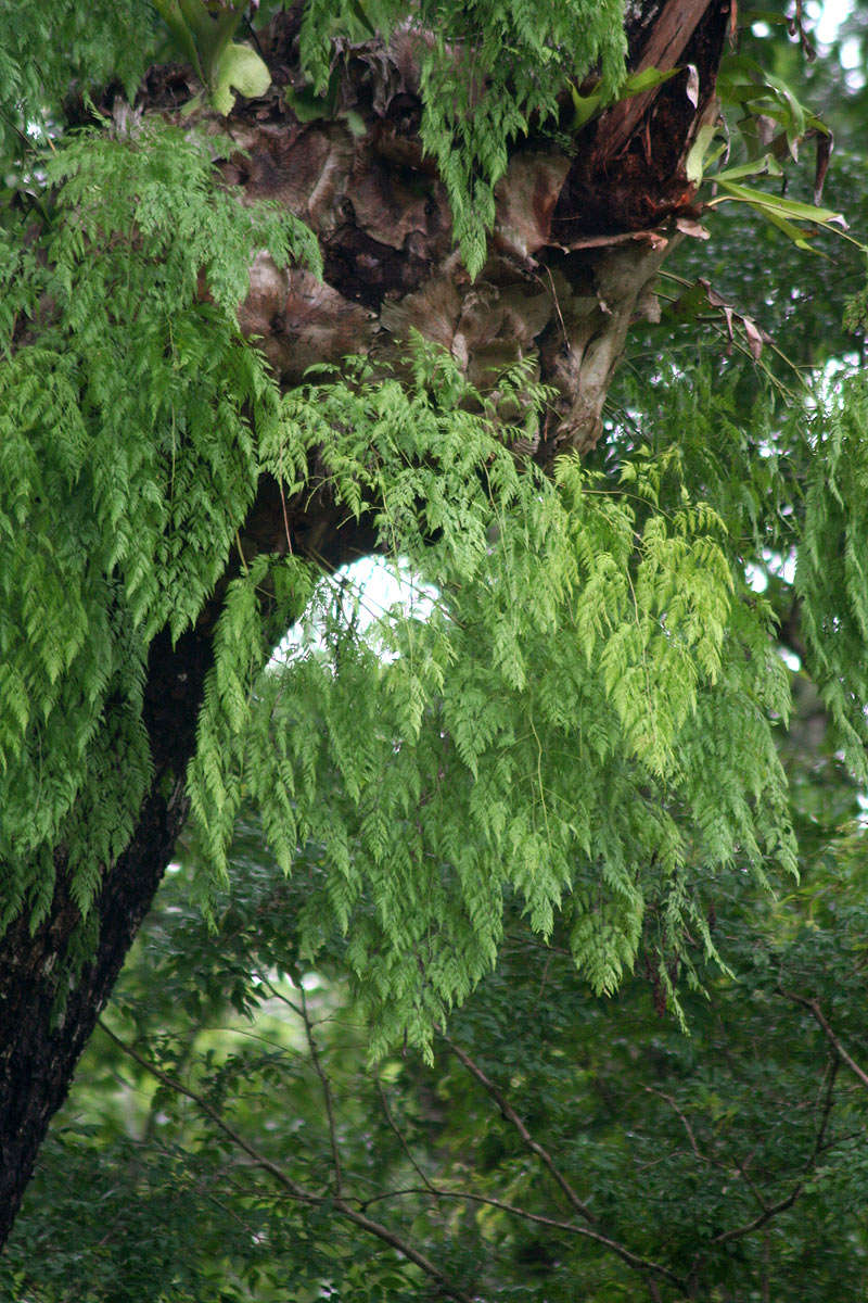 Image of rabbit's foot ferns