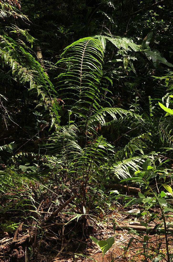 Image of sword ferns