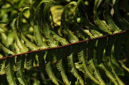 Image of sword ferns