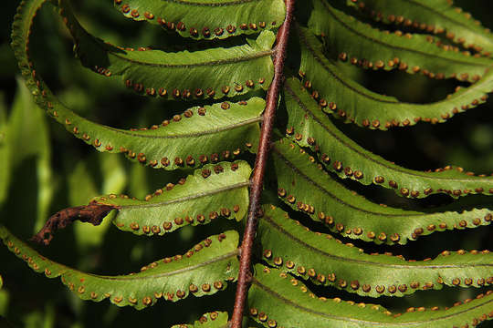 Image of sword ferns