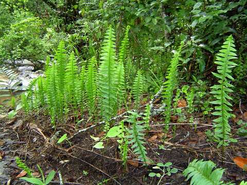 Image of sword ferns