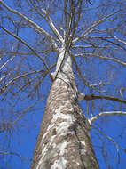 Image of American sycamore