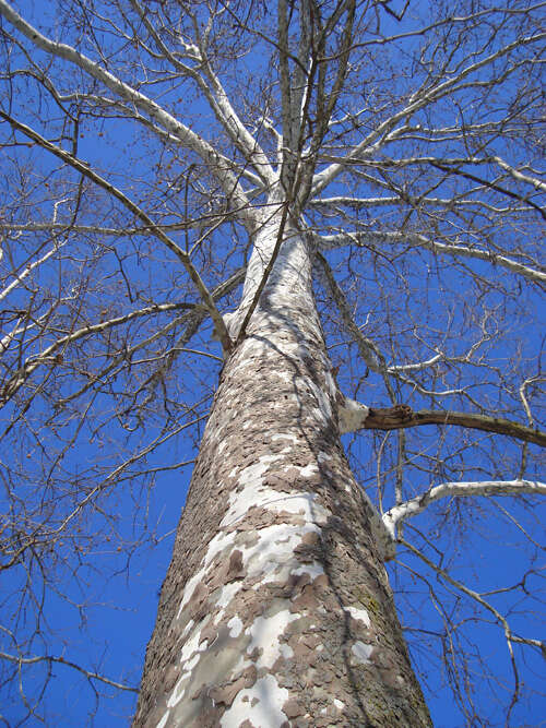 Image of American sycamore