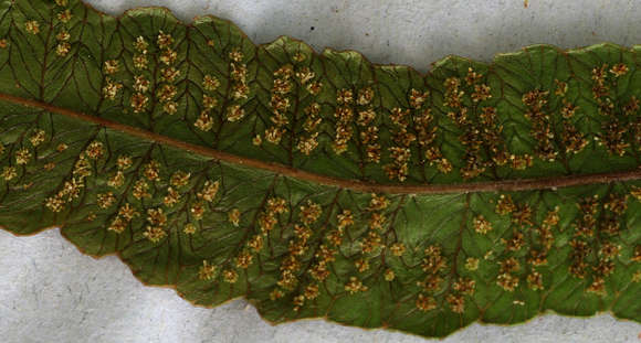 Image of Ampelopteris