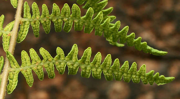 Image of maiden fern