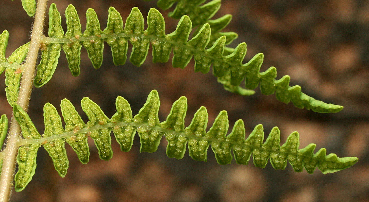 Image of maiden fern