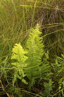 Image of maiden fern