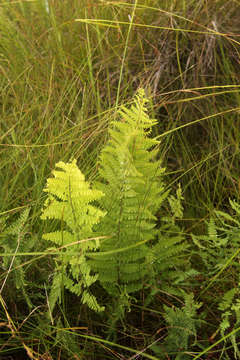 Image of maiden fern