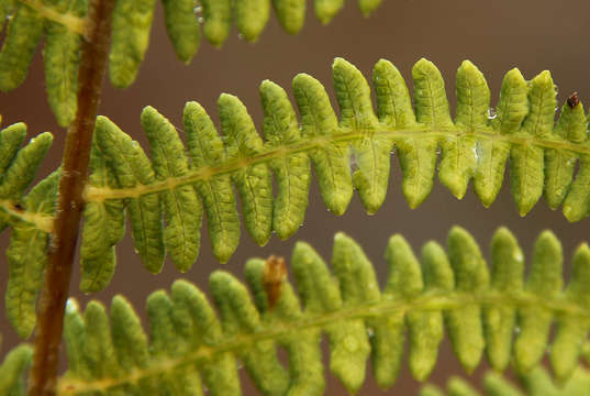 Image of maiden fern