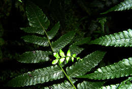 Image of air fern