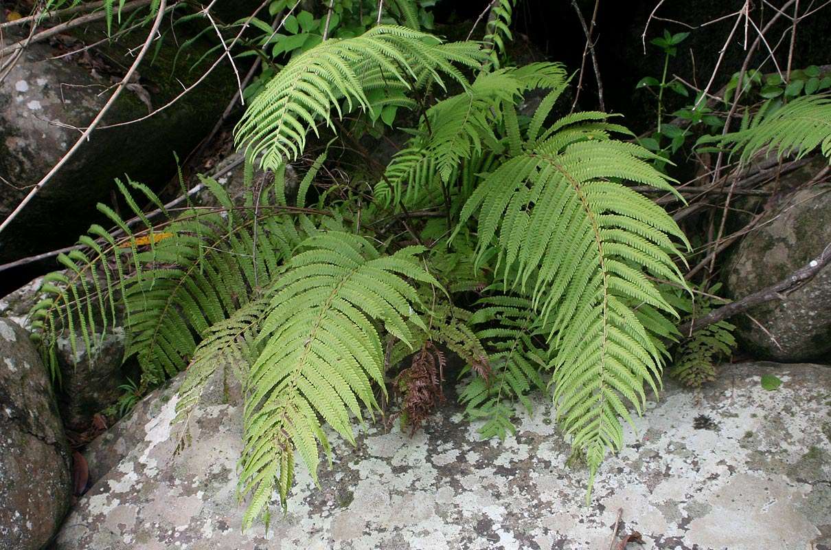 Image of Christella gueinziana (Mett.) Holtt.