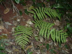 Image of Rough-Hairy Waterfall Fern