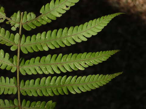 Image of Rough-Hairy Waterfall Fern