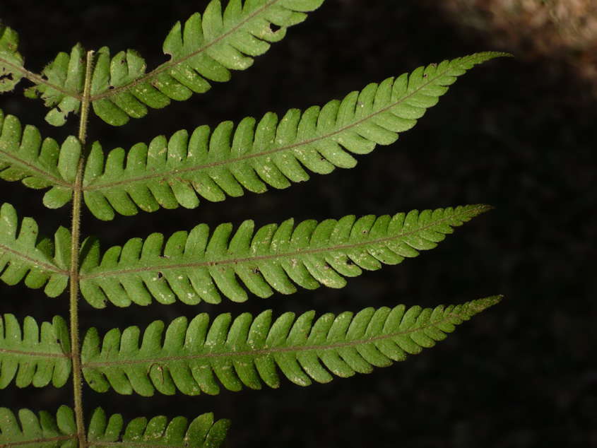 Imagem de Christella quadrangularis (Fée) Holtt.