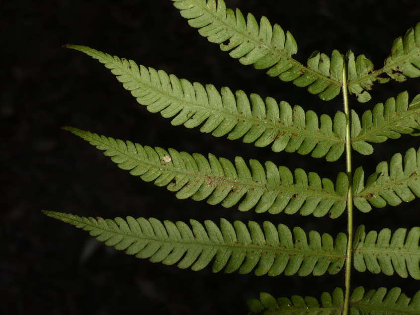 Image of Rough-Hairy Waterfall Fern