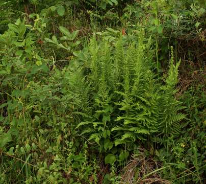 Image of Dryopteris athamantica (Kunze) O. Kuntze