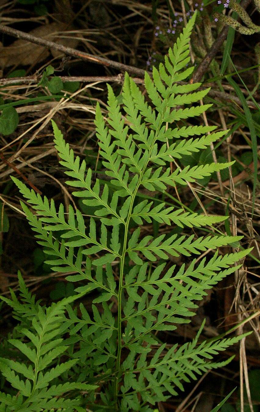 Imagem de Dryopteris athamantica (Kunze) O. Kuntze