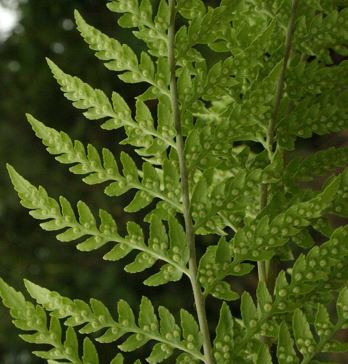 Image of Dryopteris athamantica (Kunze) O. Kuntze