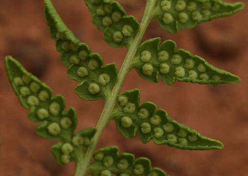 Image of Dryopteris athamantica (Kunze) O. Kuntze