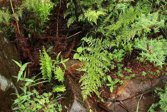 Imagem de Dryopteris athamantica (Kunze) O. Kuntze