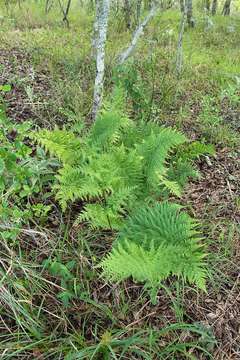 Image of Dryopteris athamantica (Kunze) O. Kuntze