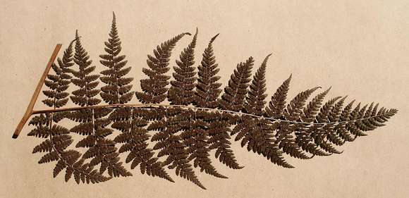 Sivun Dryopteris kilemensis (Kuhn) O. Kuntze kuva