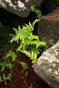 Image of Dryopteris pentheri (Krasser) C. Chr.