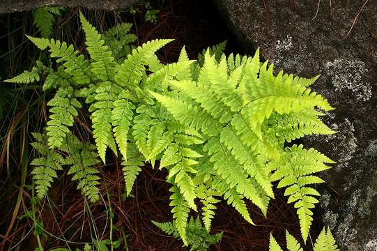 Image of Dryopteris pentheri (Krasser) C. Chr.