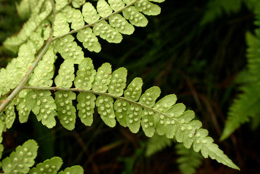 Image of Dryopteris pentheri (Krasser) C. Chr.