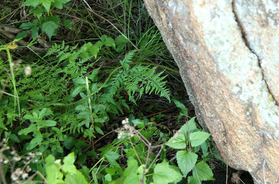 Image of Dryopteris pentheri (Krasser) C. Chr.