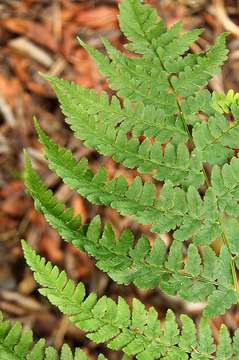 Image of Dryopteris pentheri (Krasser) C. Chr.