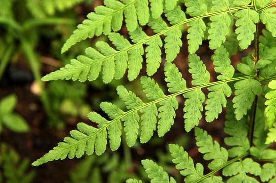 Image of Dryopteris pentheri (Krasser) C. Chr.