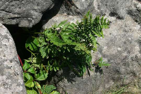 Image of Dryopteris pentheri (Krasser) C. Chr.