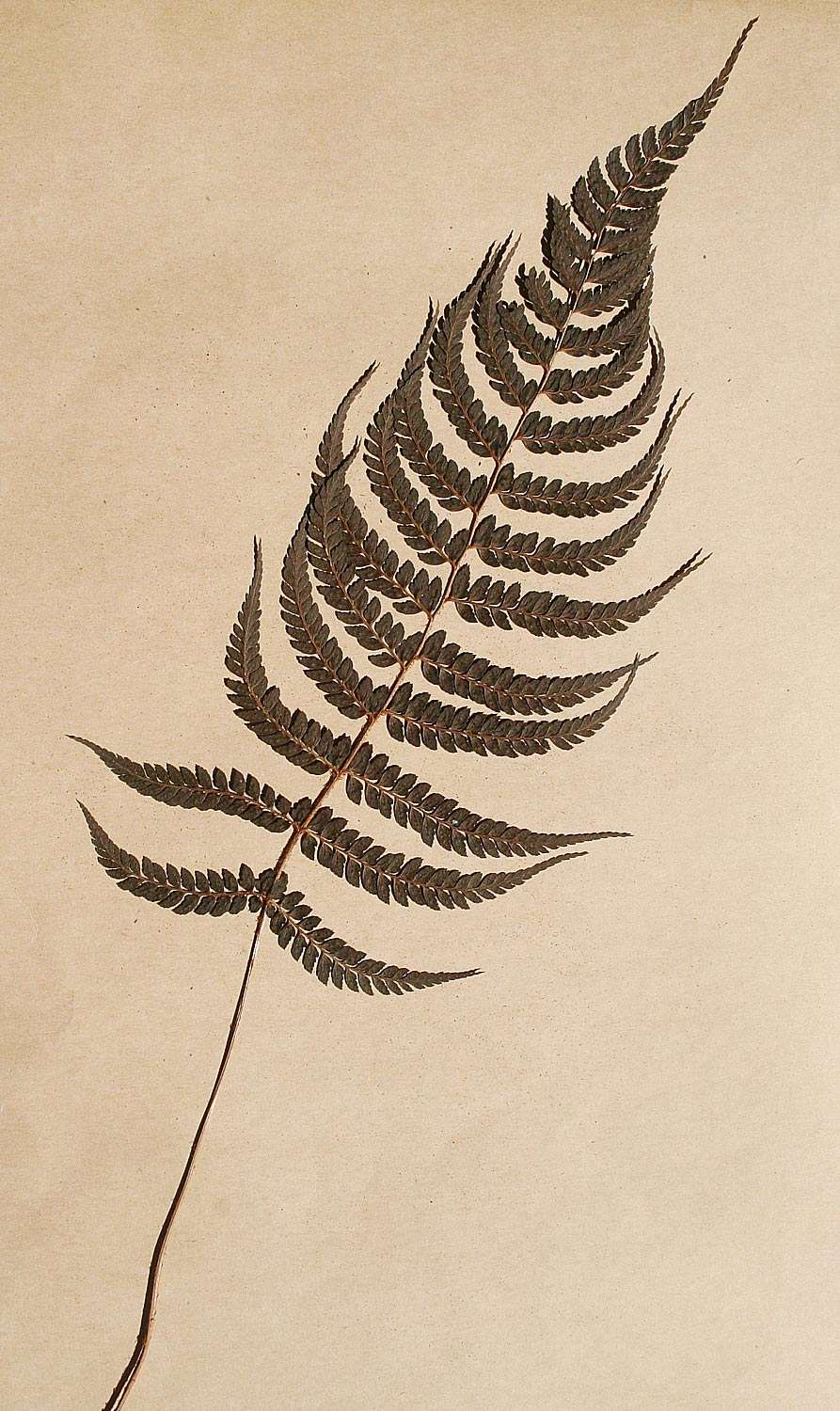 Imagem de Polystichum zambesiacum Schelpe