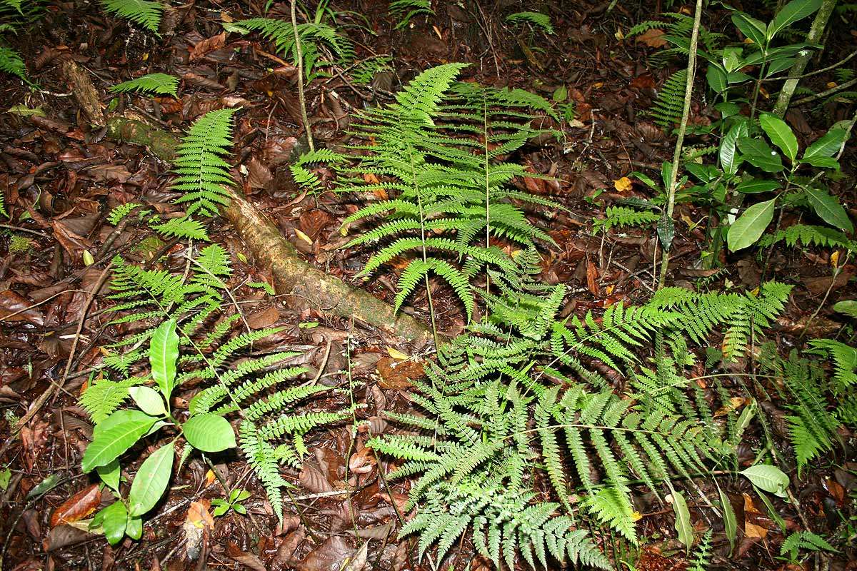 Image of Polystichum zambesiacum Schelpe