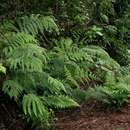 Image of Polystichum zambesiacum Schelpe