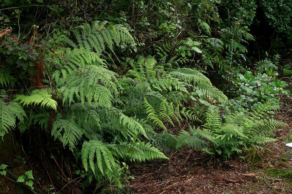 Image of Polystichum zambesiacum Schelpe