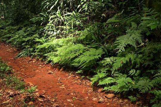 Image of mother ferns and dotted ferns