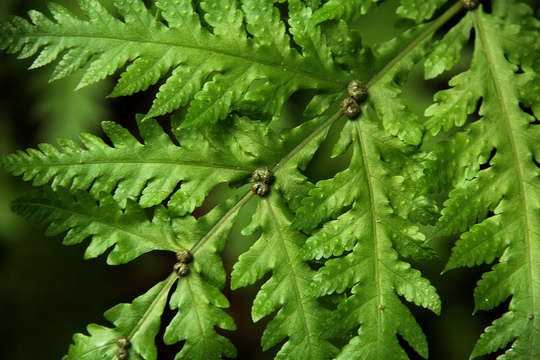 Image of mother ferns and dotted ferns