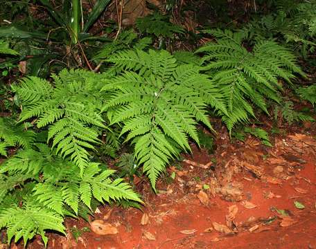 Image of mother ferns and dotted ferns