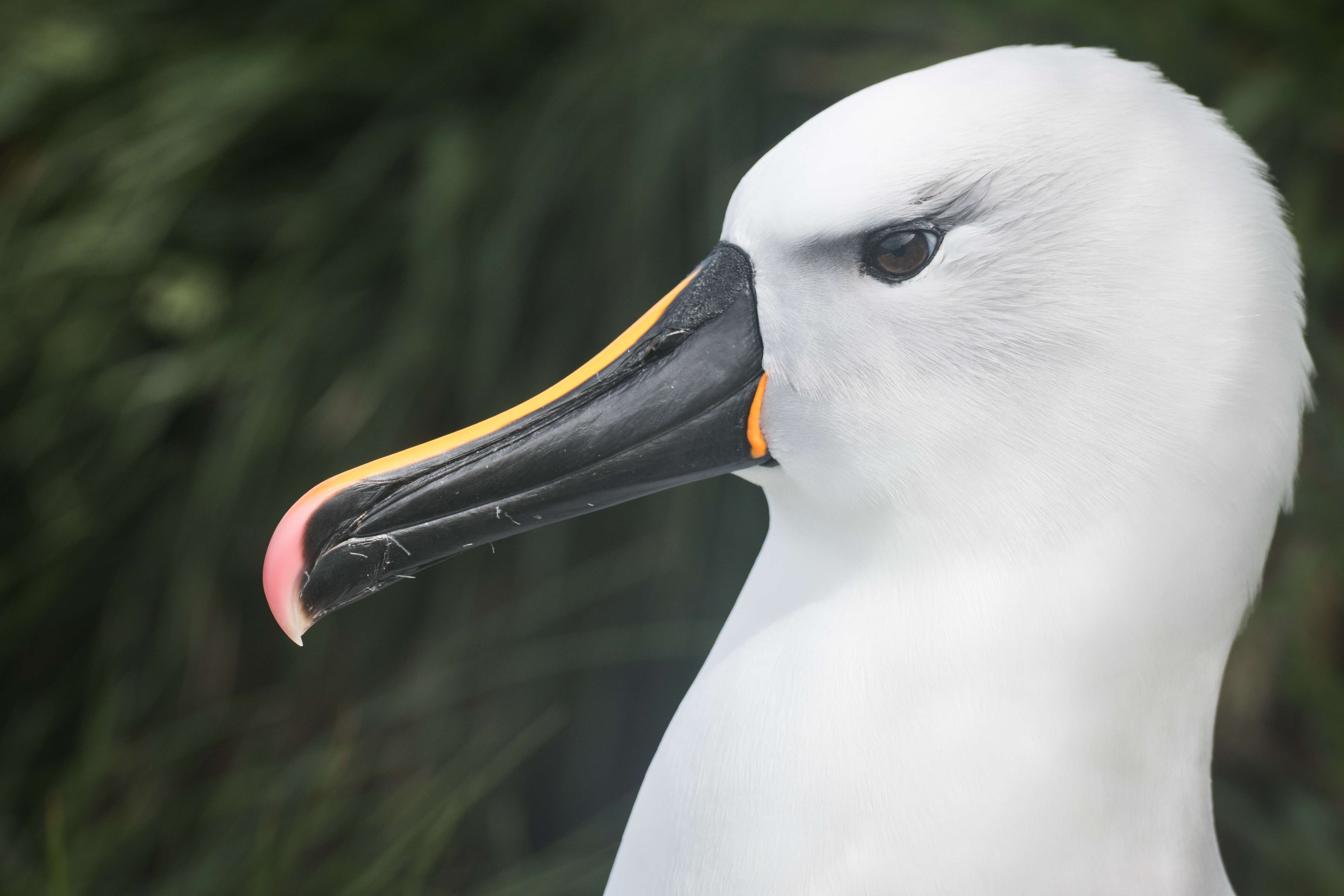 Image de Albatros de Carter