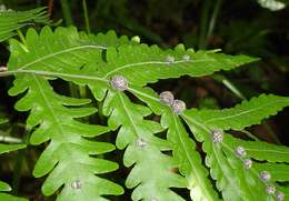 Image of mother ferns and dotted ferns