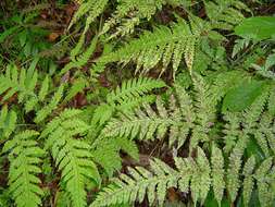 Image of mother ferns and dotted ferns