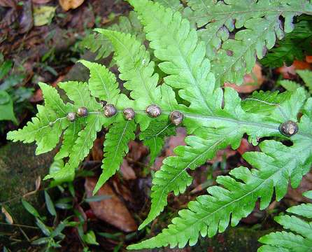 Image of mother ferns and dotted ferns